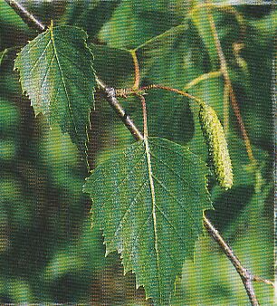 JT Kräuter Birke.jpg